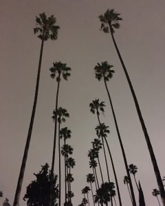 Photo of the palm trees that will become another painting soon!